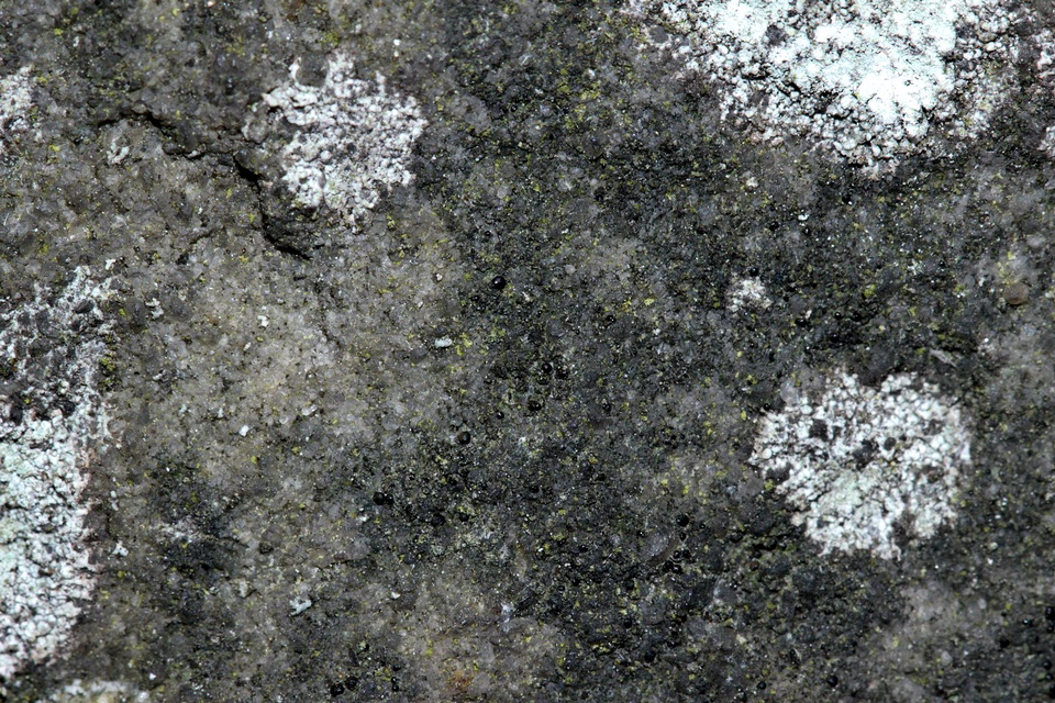 Bacidina image