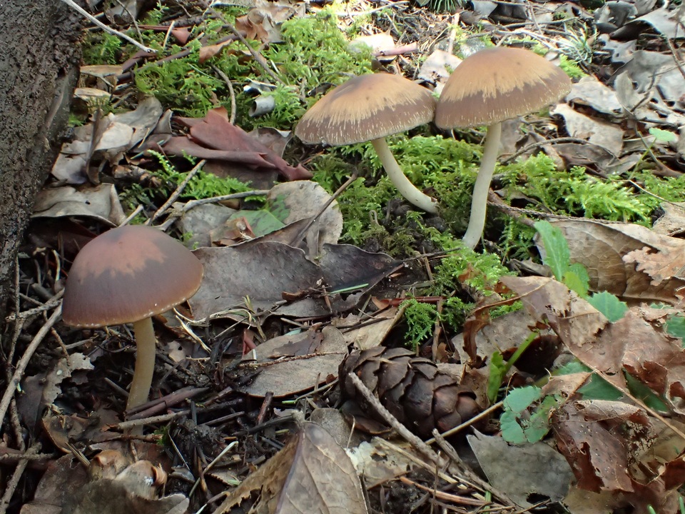 Psathyrella vesiculocystis image