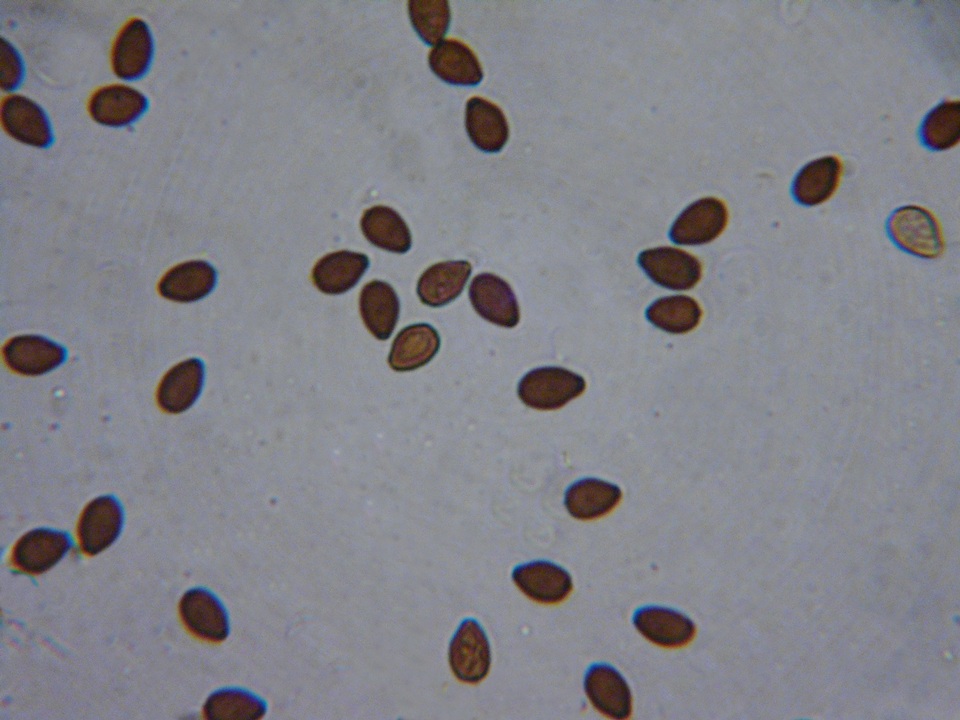 Psathyrella vesiculocystis image
