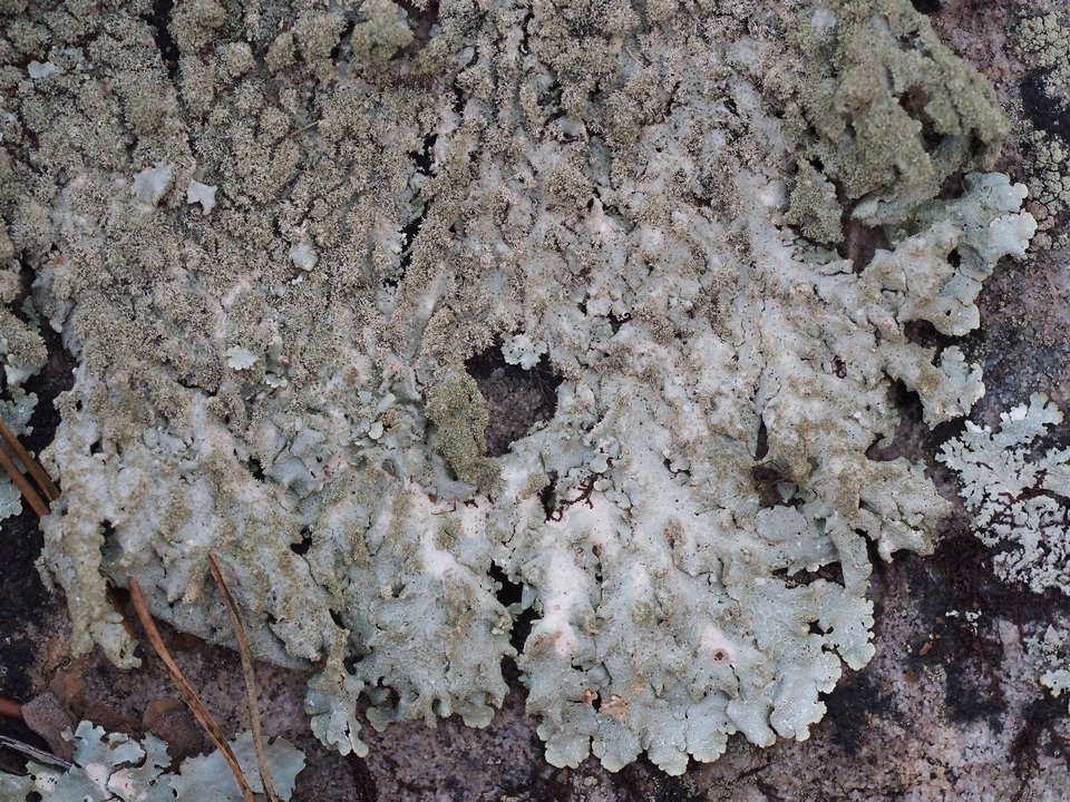 Canoparmelia amabilis image