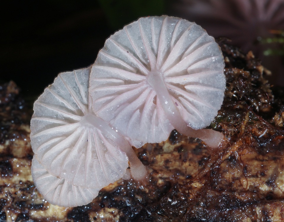 Mycena lumina image