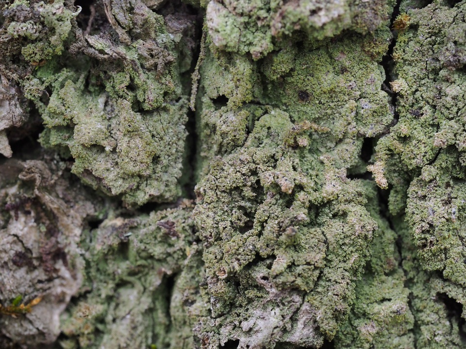 Phyllopsora confusa image