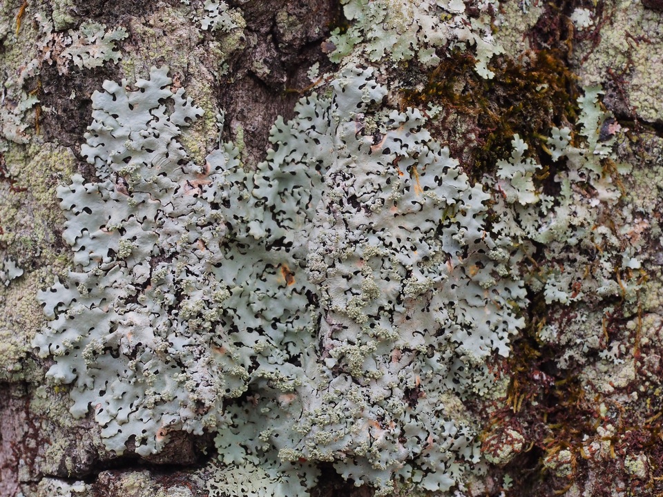 Hypotrachyna pustulifera image