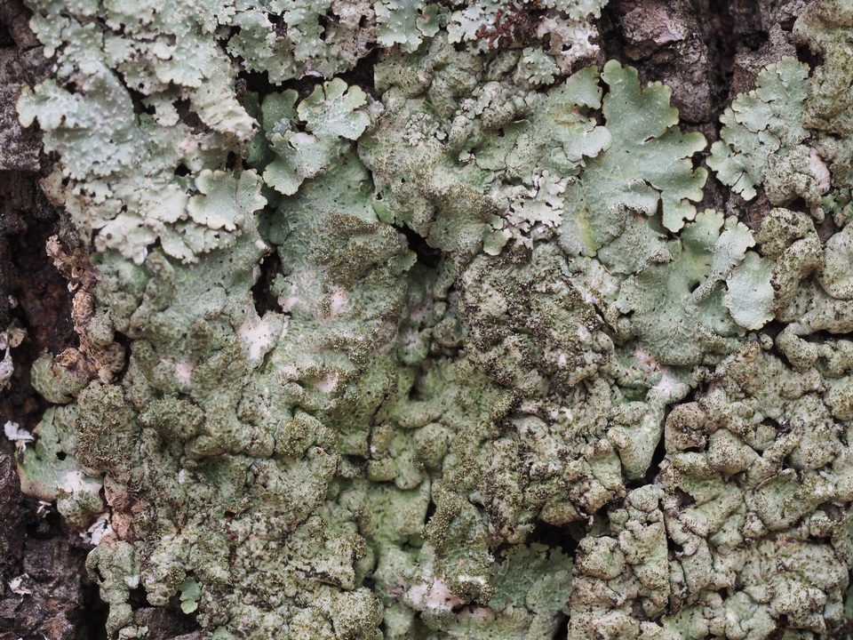 Canoparmelia amabilis image