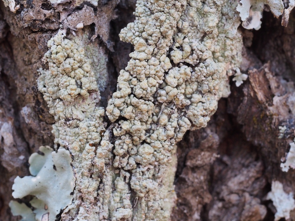 Pertusaria epixantha image