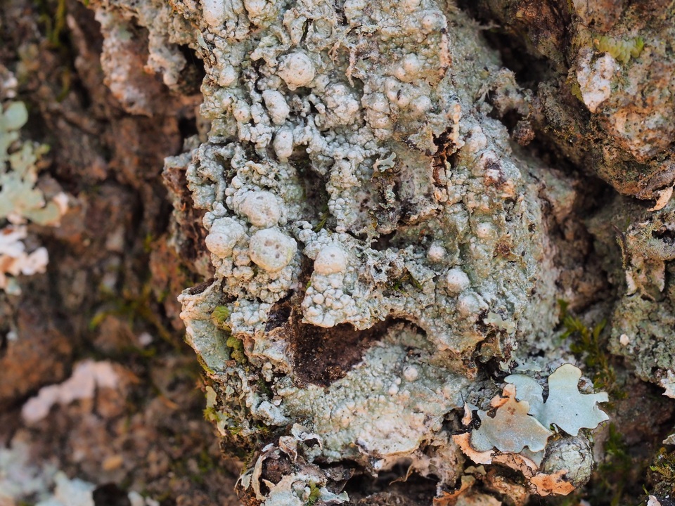 Pertusaria epixantha image