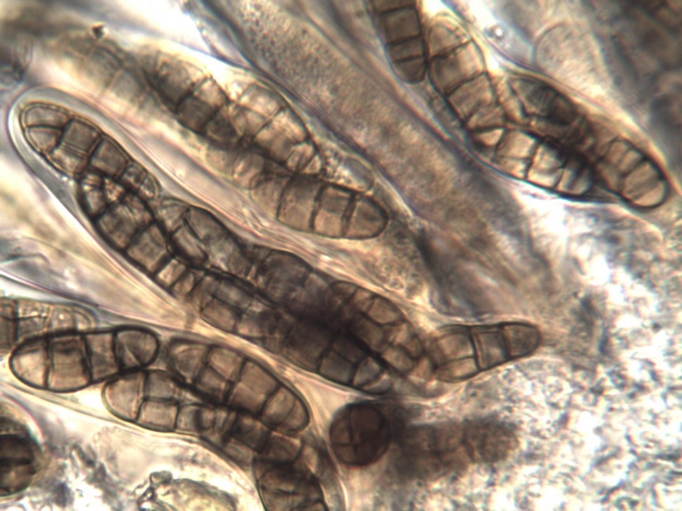 Hysterobrevium mori image