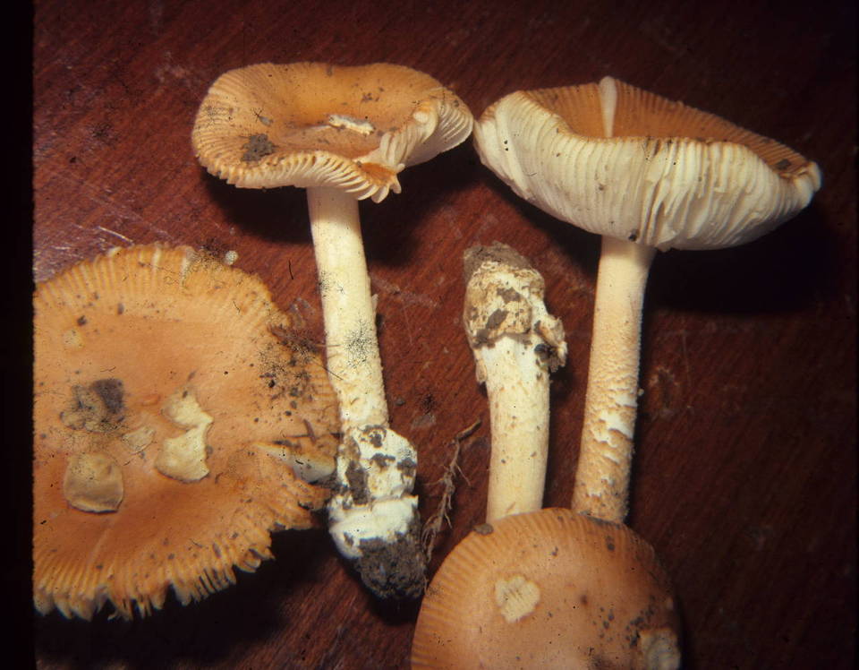 Amanita americrocea image