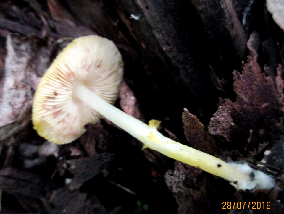 Pluteus fenzlii image