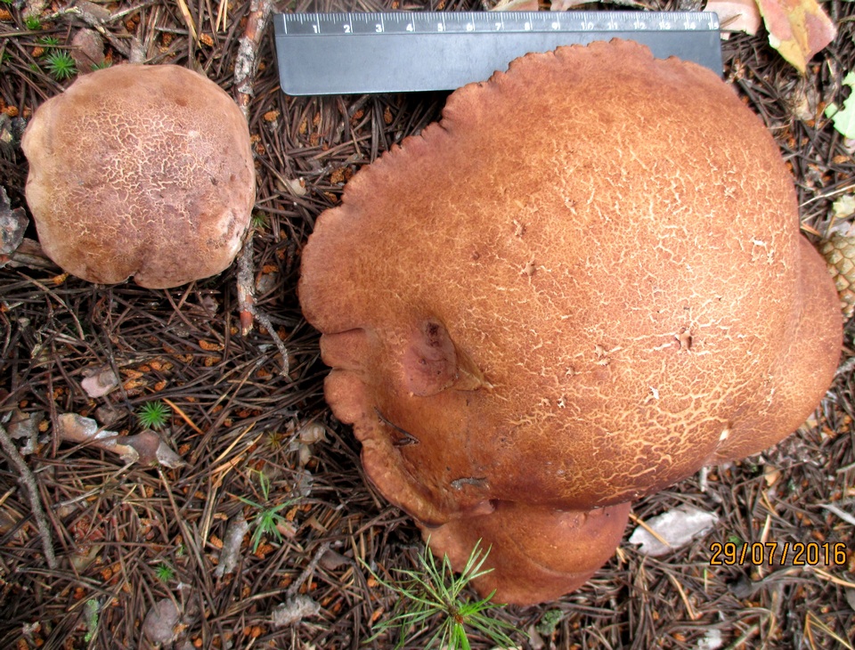 Sarcodon leucopus image