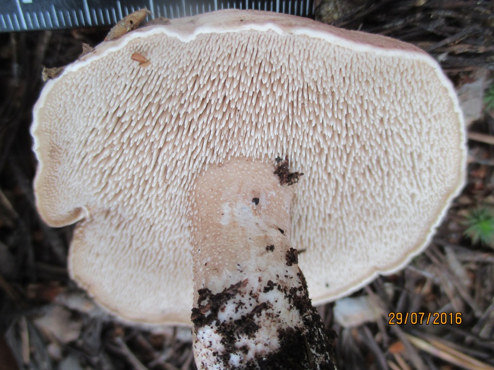 Sarcodon leucopus image