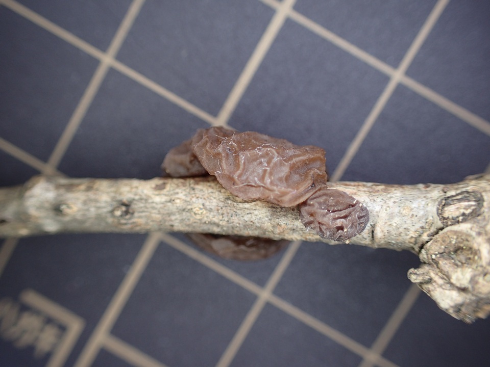 Exidia uvapassa image