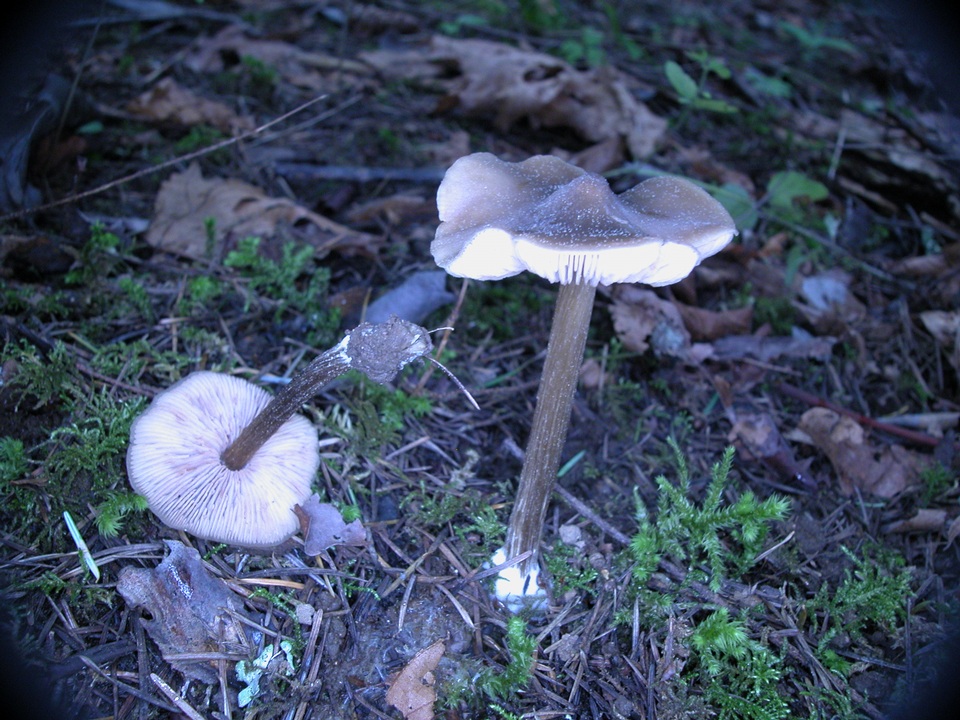 Leptonia occidentalis image