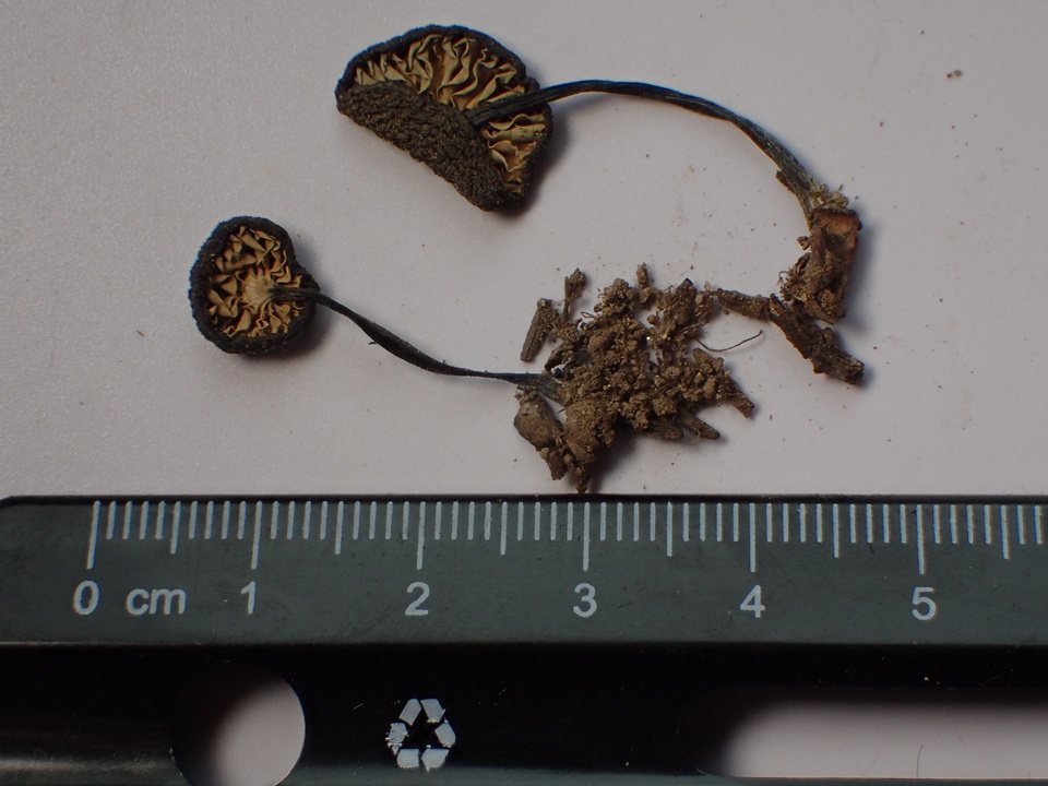 Leptonia occidentalis image