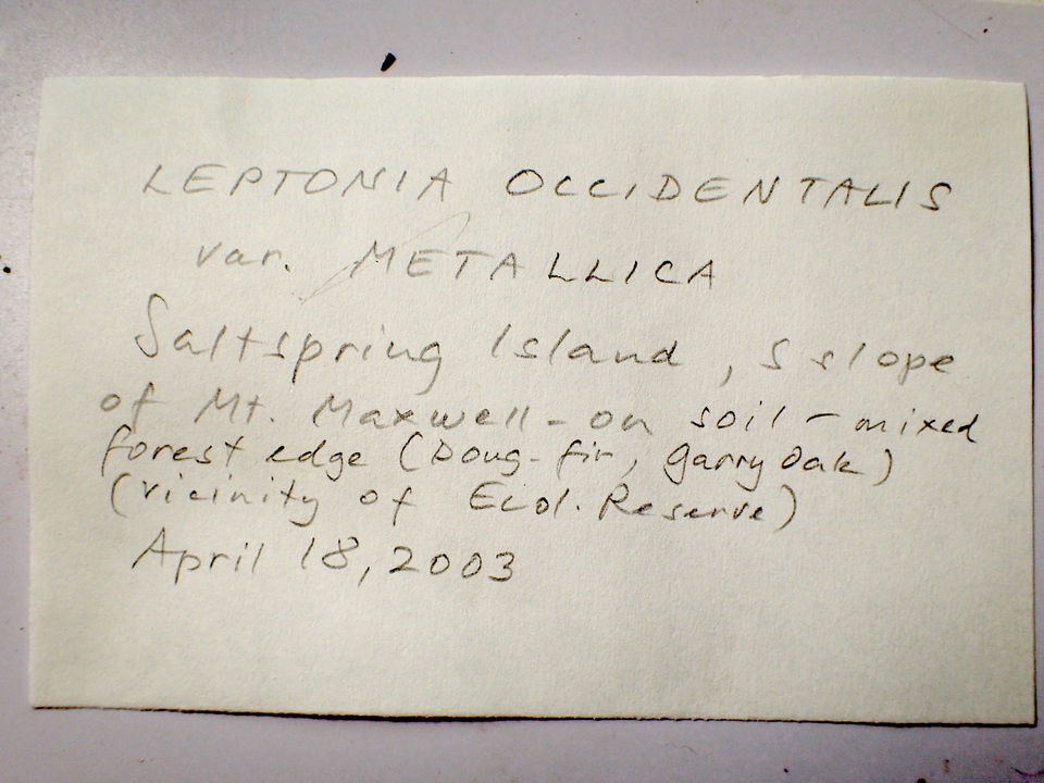 Leptonia occidentalis image