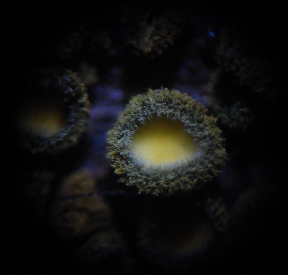 Neodasyscypha cerina image