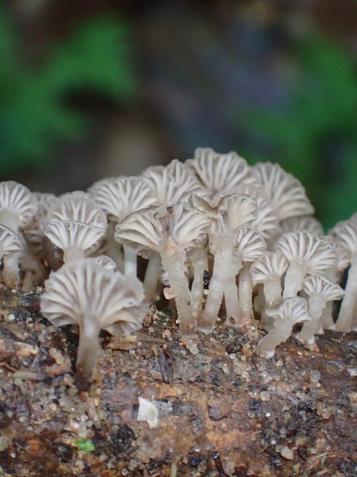 Gerronema bryogeton image