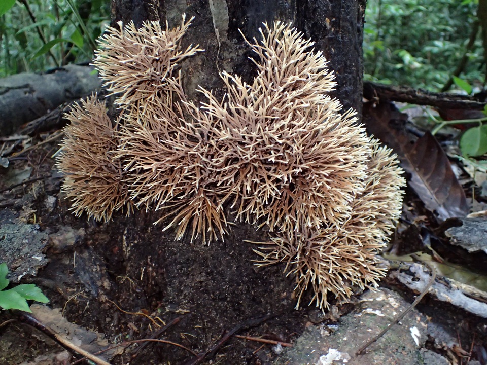 Lachnocladium denudatum image