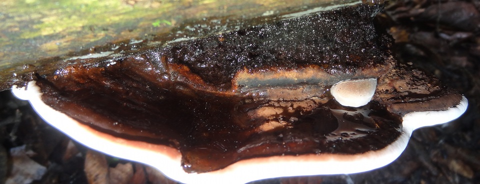 Ganoderma fornicatum image