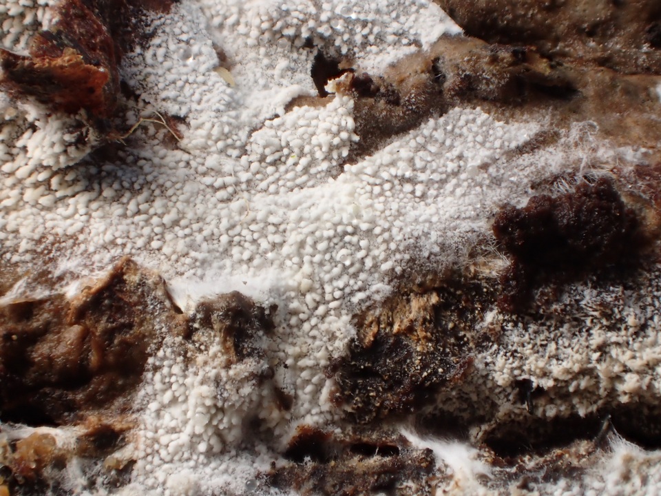 Trechispora farinacea image