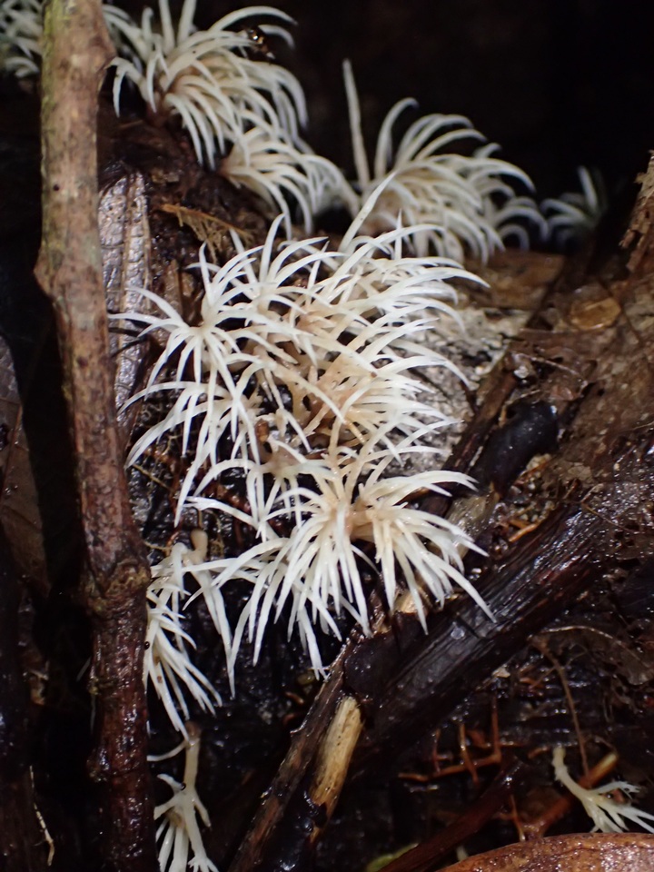Deflexula subsimplex image