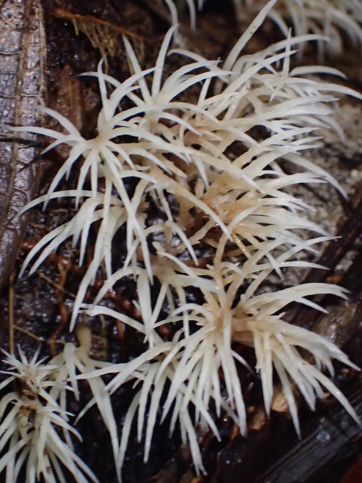 Deflexula subsimplex image