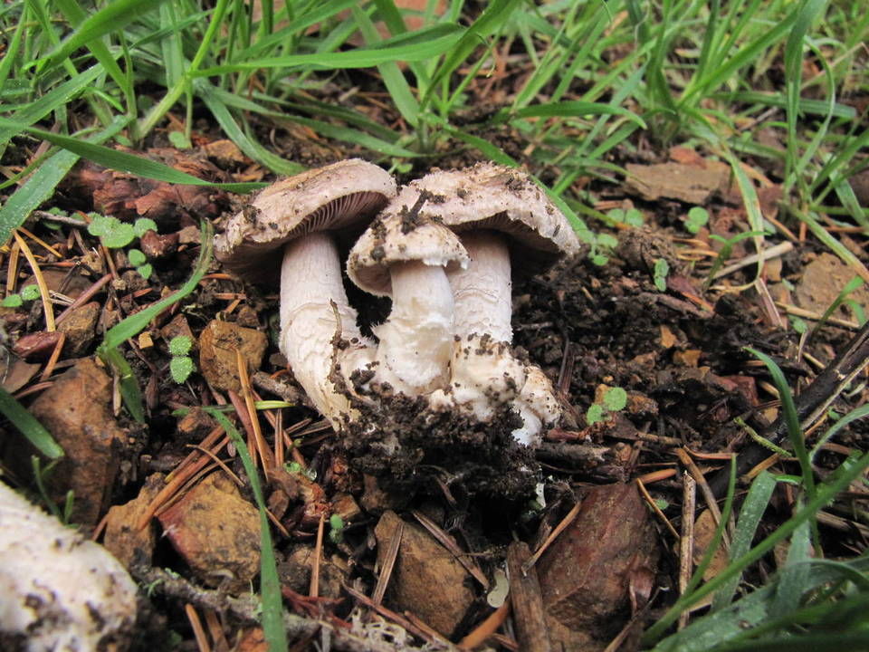 Agaricus subsubensis image