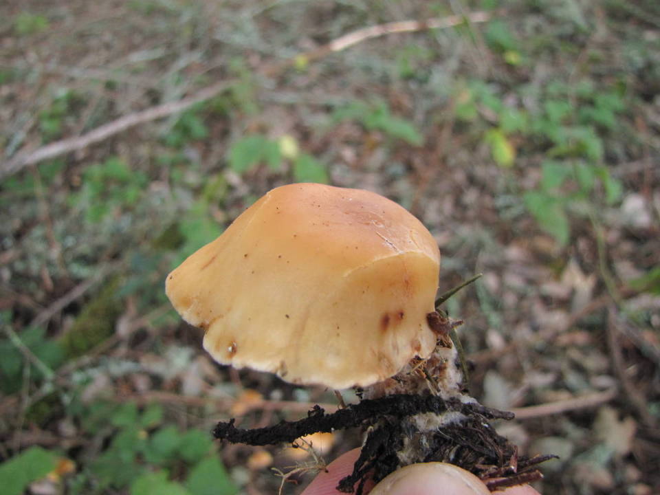 Clitocybe flaccida image