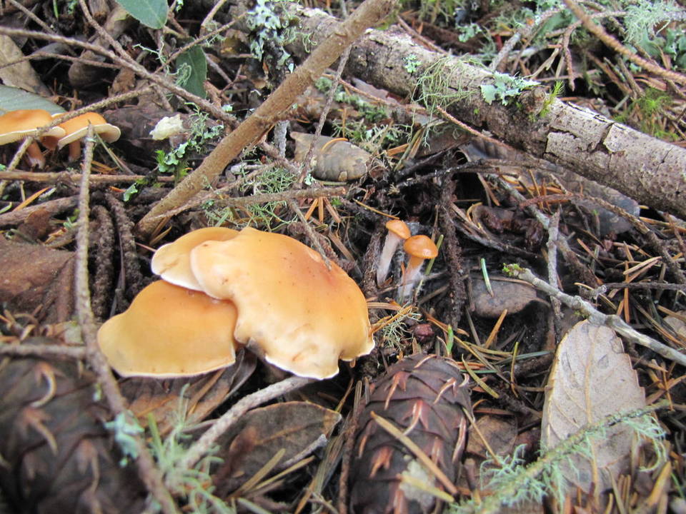 Clitocybe flaccida image