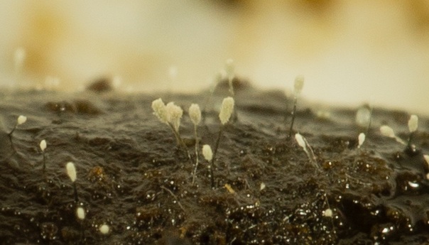 Cephalotrichum microsporum image