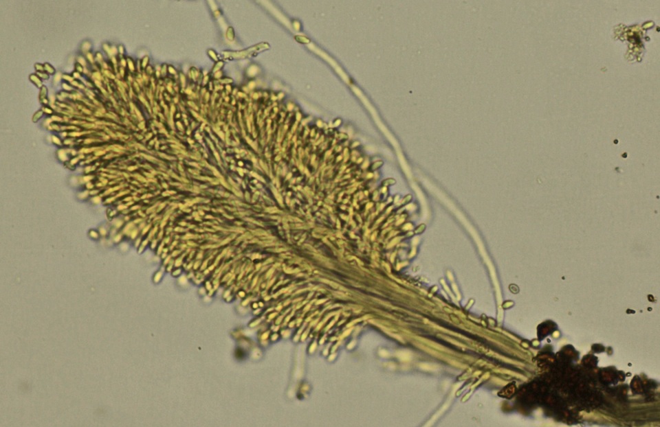 Cephalotrichum microsporum image