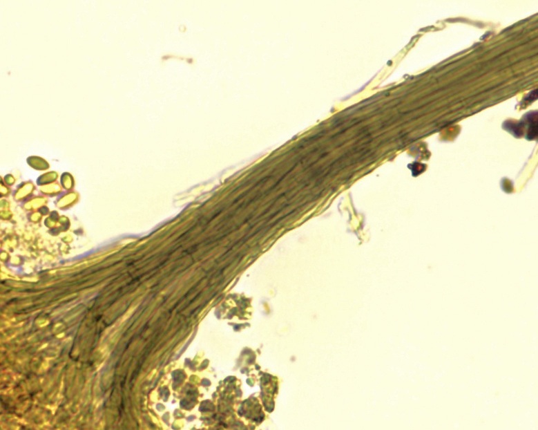 Cephalotrichum microsporum image