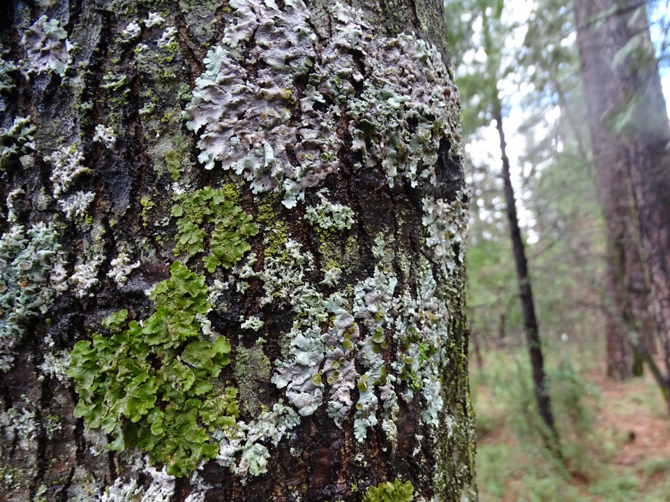 Melanohalea subelegantula image