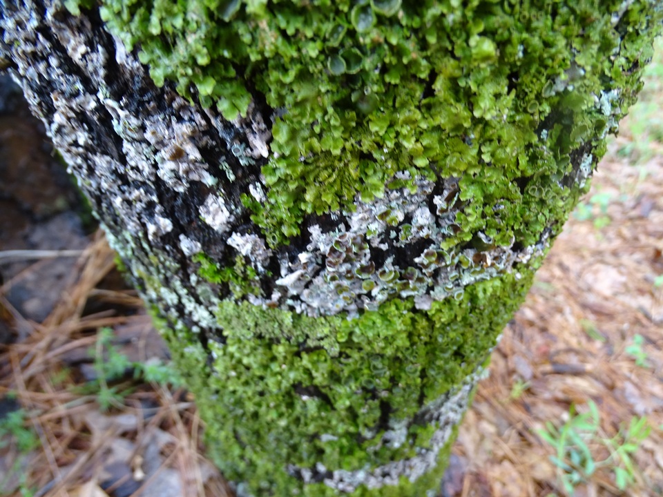 Melanohalea subelegantula image