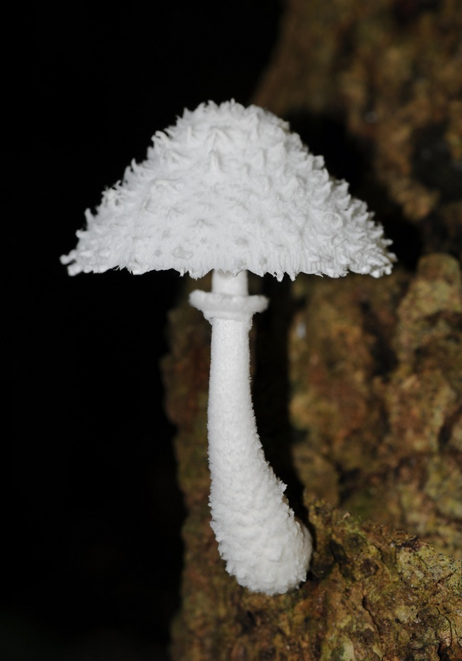 Leucocoprinus cretaceus image