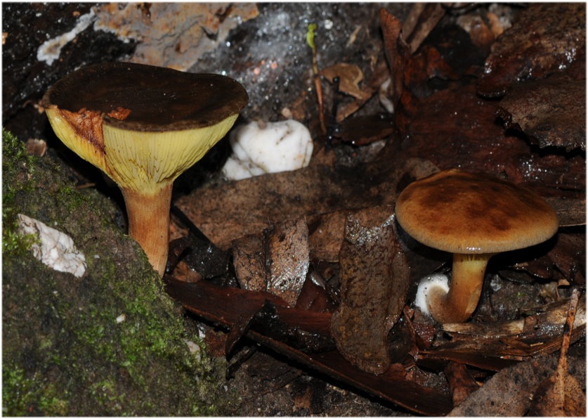 Phylloporus clelandii image