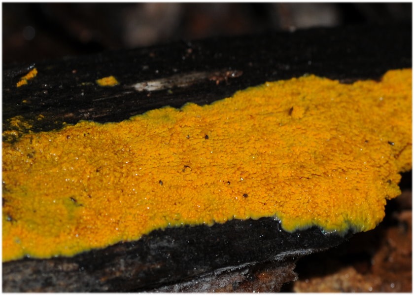 Phlebia subceracea image