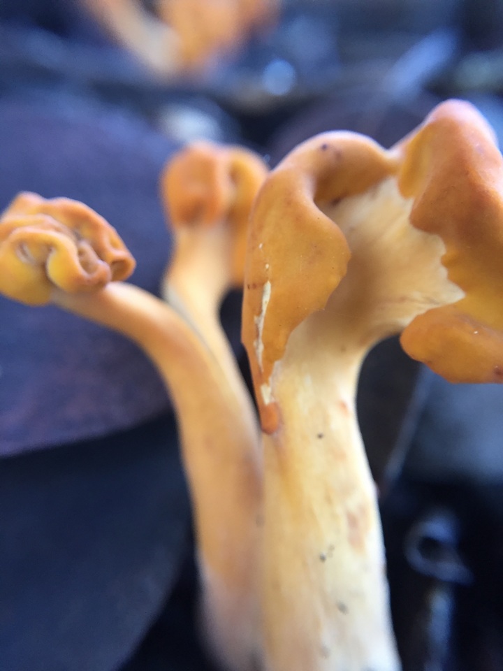 Pachycudonia spathulata image