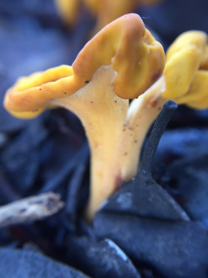 Pachycudonia spathulata image