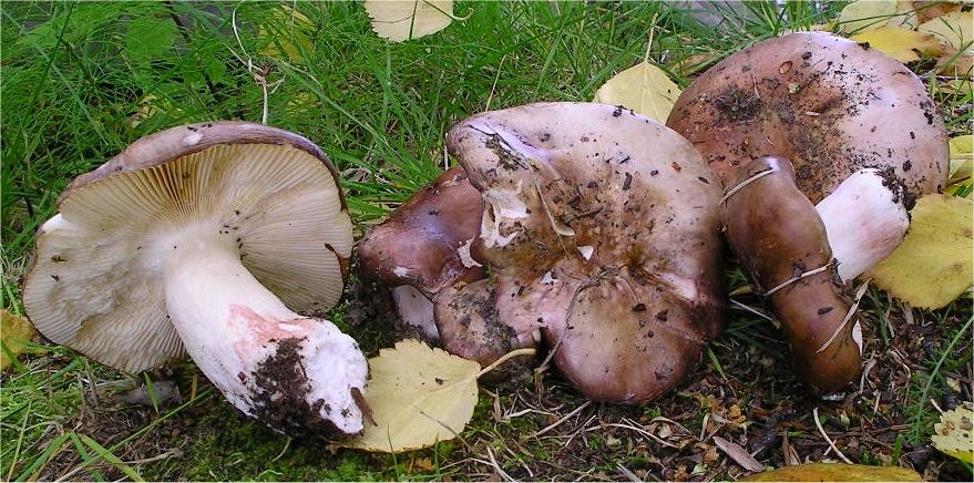 Russula violaceoincarnata image