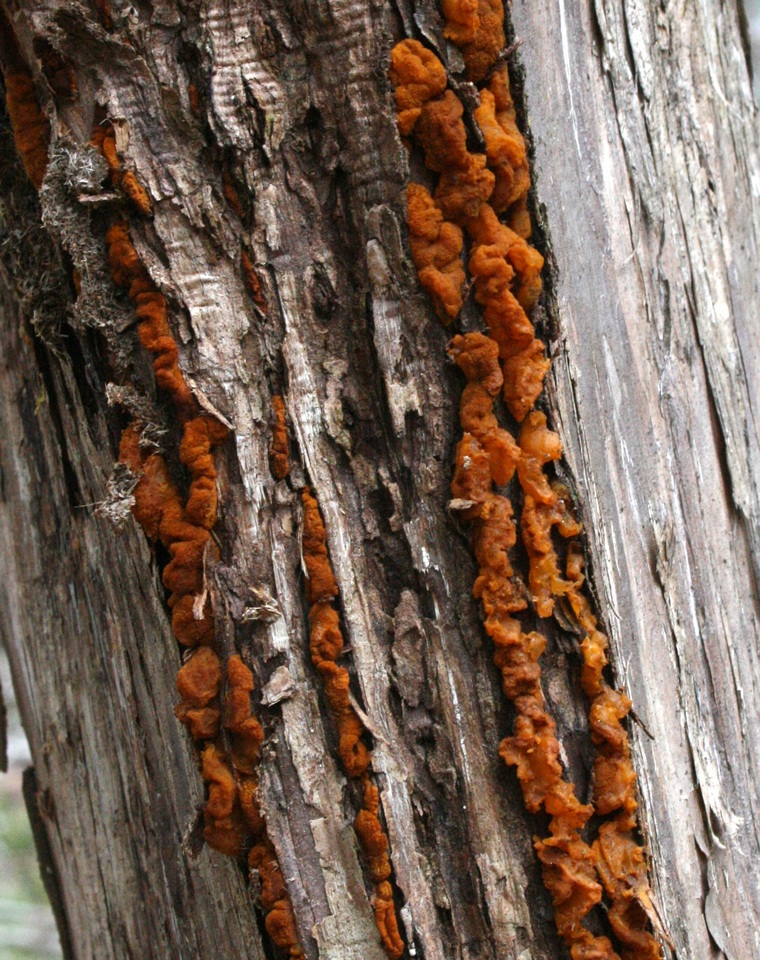 Gymnosporangium effusum image