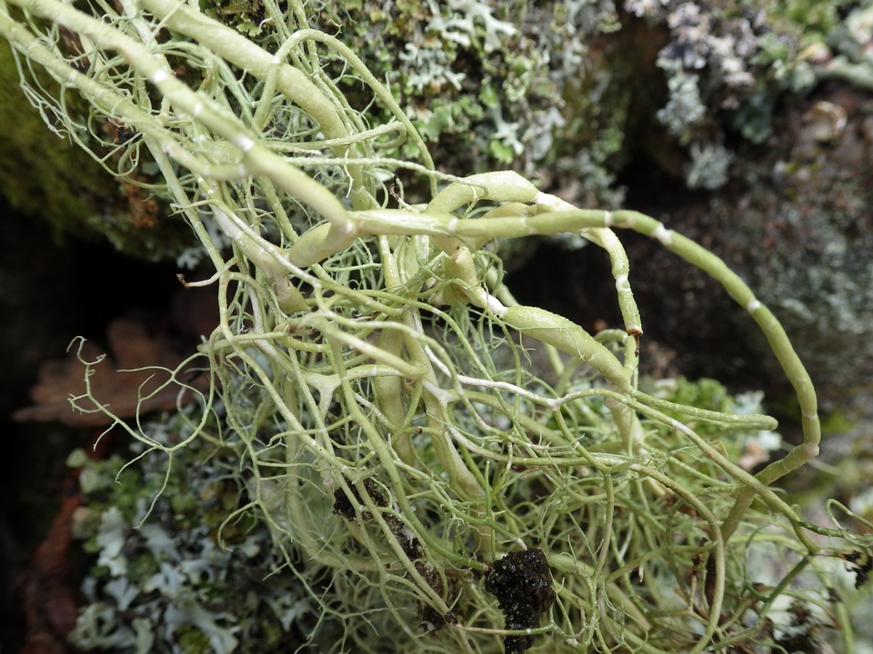 Usnea articulata image
