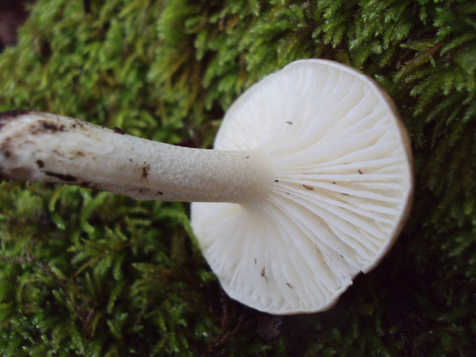 Hygrocybe brunnea image