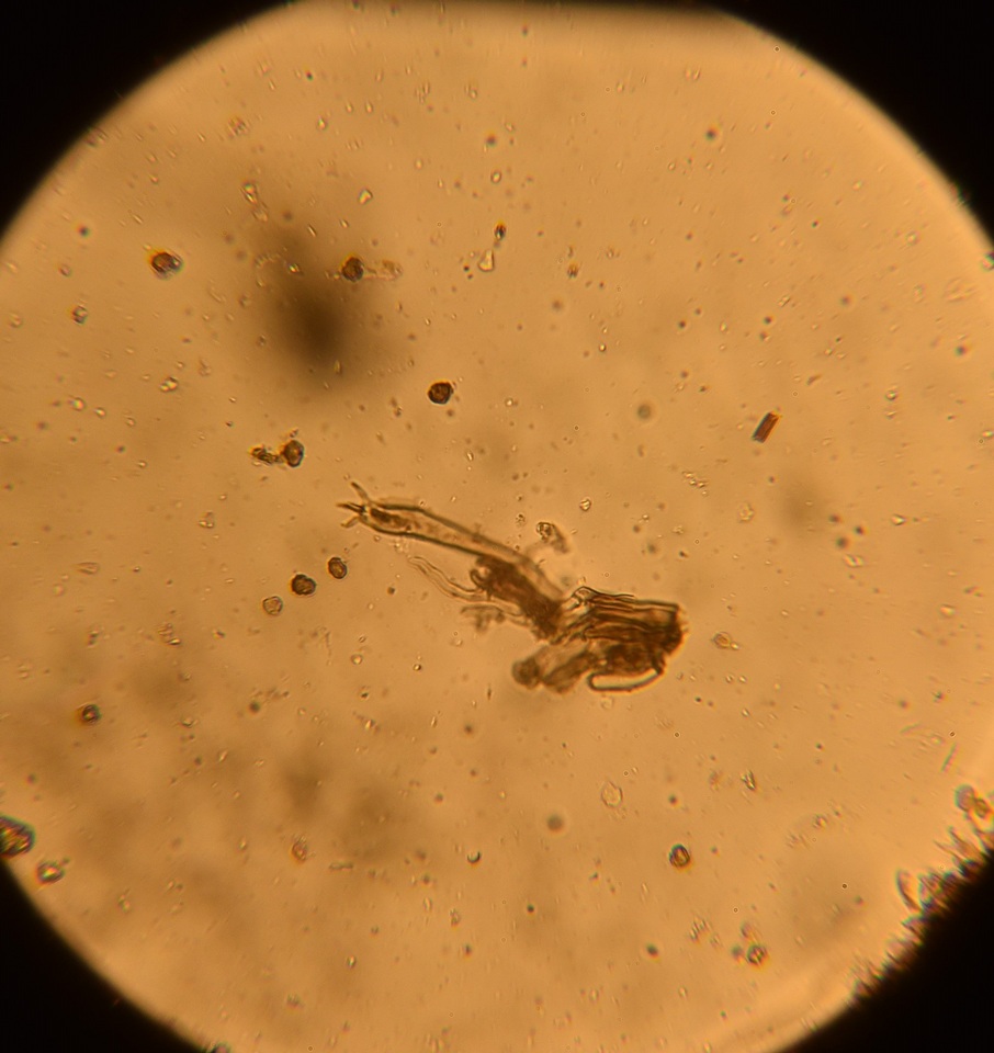 Tomentella cinereoumbrina image