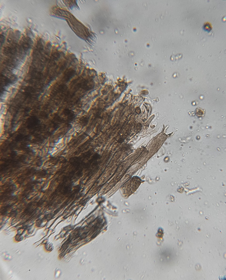 Tomentella cinereoumbrina image