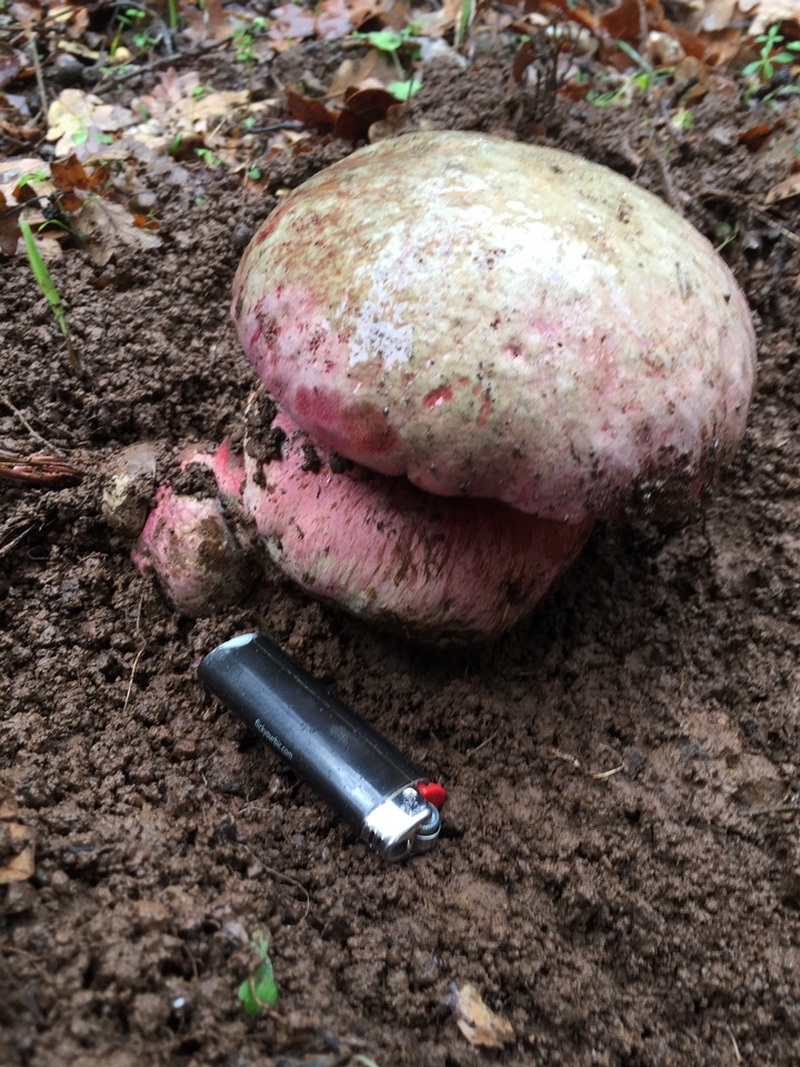 Rubroboletus eastwoodiae image