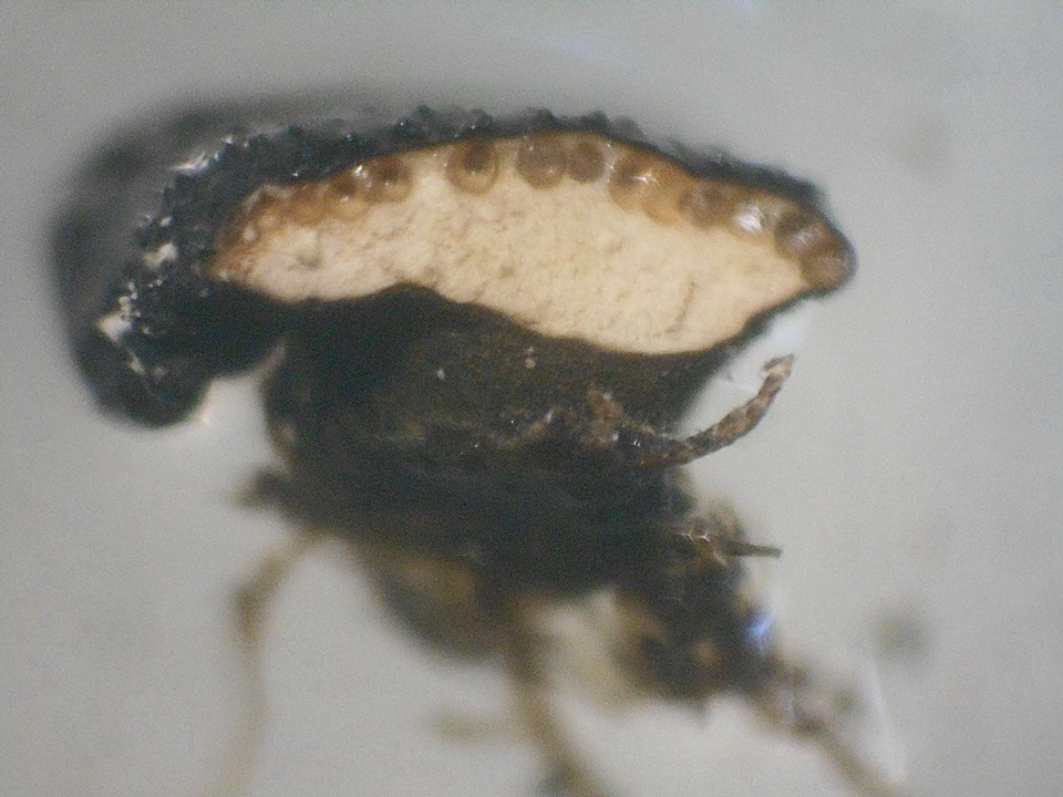 Hypocrea schweinitzii image