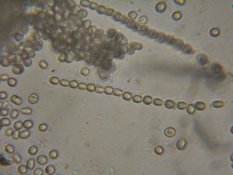 Hypocrea schweinitzii image
