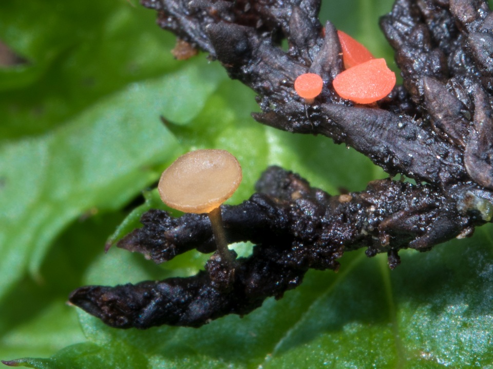 Pseudopithyella minuscula image