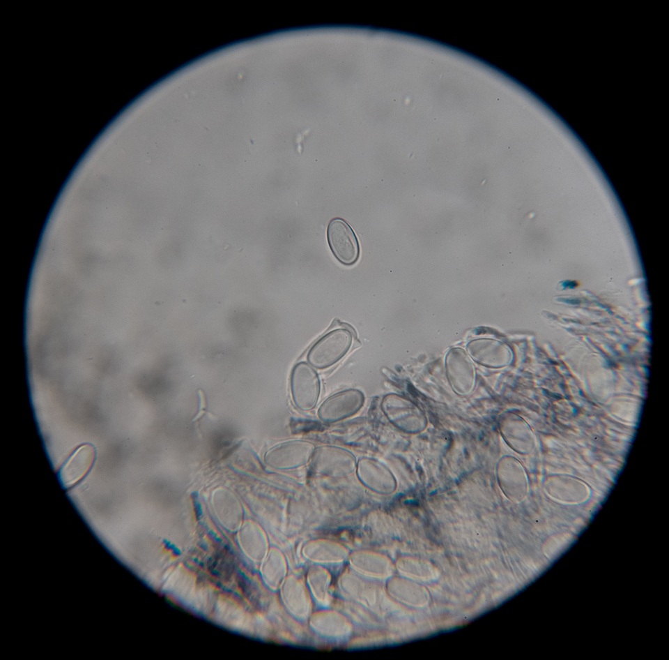 Pseudopithyella minuscula image